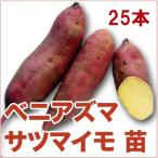 [. мир 7 годовой объем полная распродажа!] овощи. рассада алый azma/. восток * алый восток .... батат Satsuma satsuma рассада 25 шт. входит .