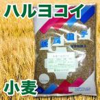 野菜の種/種子 小麦・ハルヨコイ/はるよこい 春よ恋 1kg 日本タネセンター【9月下旬〜10月上旬頃発送予定】