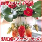  фрукты. рассада 4 сезон становится клубника ...(aya алый hime) клубника рассада 4 pot комплект 