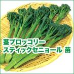  овощи. рассада палочка senyo-ru* стебель брокколи собственный корень рассада 4 шт. комплект /9cm pot ввод 