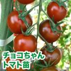  овощи. рассада питание Squadron supplement девушки шоко Chan * помидор рассада 4 pot ввод комплект /9cm pot ( реальный сырой ) [4 месяц последняя декада примерно отправка предположительно ]