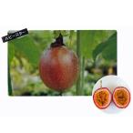  цветок. рассада маракуйя рубин Star /2 pot комплект /9m pot (3 номер )/ растение в горшке / цветок ./ еда для вертикальный сад 