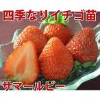  фрукты. рассада 4 сезон становится клубника summer рубин клубника рассада 4 pot комплект 