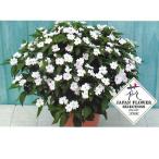花の苗　サンパチェンス/ホワイト(ver.2)/3ポットセット/10.5cmポット 花苗【4月下旬頃順次発送予定】