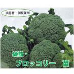  овощи. рассада зеленый . брокколи рассада 4 pot ввод комплект /9cm pot 