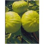  цветок. рассада ichi ось саженец Nazareth /1 pot /12cm pot (4 номер )/ растение в горшке / цветок ./ еда для 