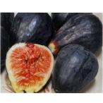  цветок. рассада ichi ось саженец . Taro /1 pot /12cm pot (4 номер )/ растение в горшке / цветок ./ еда для 