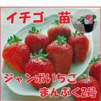 [ ограниченное количество ] фрукты. рассада jumbo клубника ....2 номер клубника * клубника рассада /4 номер pot /12cm pot 3 pot комплект takii вид рассада . покупка 