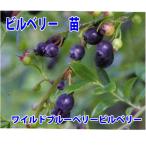  цветок. рассада Bill Berry рассада wild голубика Bill Berry /1 pot /15cm pot / растение в горшке / цветок ./ еда для 