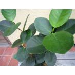 観葉植物 オオバンボダイジュ 鉢花 ブラウン 7号 インテリアプランツ エコ Buyee Buyee 日本の通販商品 オークションの代理入札 代理購入