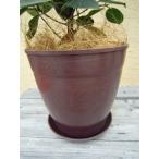 観葉植物 オオバンボダイジュ 鉢花 ブラウン 7号 インテリアプランツ エコ Buyee Buyee 日本の通販商品 オークションの代理入札 代理購入