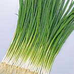野菜の種/種子 緑秀 小ねぎ 1L（大袋）サカタのタネ 