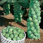 野菜の種/種子 早生子持・メキャベツ 20ml（メール便