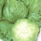 野菜の種/種子 パスポート・レタスペレット 5000粒（