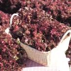 野菜の種/種子 サマールージュ・リーフレタス 5000粒