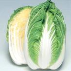野菜の種/種子 晴黄90・ハクサイ・白菜 20ml（メール