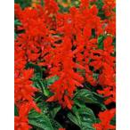  цветок. вид (. использование )sa рубин abon fire -sakata специальный отбор вид 10mlsakata. tane вид рассада ( почтовая доставка отправка )