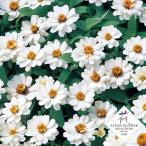 花の種（営利用）ジニア ヒャクニチソウ プロフュージョン ダブル ホワイト 1000粒 サカタのタネ 種苗（メール便発送）