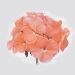 花の種（営利用）ゼラニウム トレジャー ディープサー