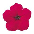 花の種（営利用）ペチュニア バカラ チェリーローズ 1