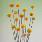 花の種（営利用）クラスペディア グロボーサ ゴールドスティック 10ml タキイ種苗（メール便発送）