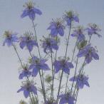 花の種（営利用）ニゲラ ブルー イスタンブール 10ml×10 タキイ種苗（メール便発送）