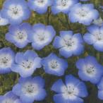 花の種（営利用）ネモフィラ インシグニス ブルー 10ml タキイ種苗（メール便発送）
