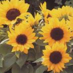 花の種（営利用）ひまわり 矮性種 F1ス