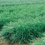 awena -тактный ligosa( овес . сырой вид )negsare Thai ji1kg сидераты / городской пейзаж для произведение предмет / вид takii вид рассада 