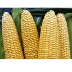 野菜の種/種子　Sweets 恵味ゴールド　とうもろこし トウモロコシ　 約2000粒　(大袋)【1月中旬頃より発送】