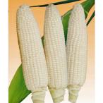 野菜の種/種子　白い恵味・とうもろこし　トウモロコシ　2000粒  (大袋)【12月下旬頃より発送】