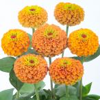  цветок. вид (. использование )jiniahyaknichi saw Queen lime orange 1000 шарик sakata. tane вид рассада ( почтовая доставка отправка )