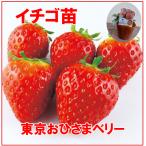 [ ограниченное количество ] фрукты. рассада Tokyo .... Berry клубника * клубника рассада /4 номер pot /12cm pot 3 pot комплект takii вид рассада 