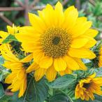 花の種（営利用）ひまわり 矮性種 F1フ