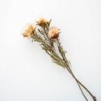  природа натуральный материалы натуральный материалы интерьер модный сухой цветок ( тянуть mo Sam )( закончился последовательность конец )