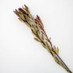  природа натуральный материалы натуральный материалы интерьер модный сухой цветок ( Safari Sunset )( закончился последовательность конец )