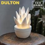 ダルトンポーセリンアロエライトマッ...