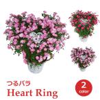 母の日 バラ 予約 プレゼント ギフト 花 鉢植え 寄せ植え 生花 おしゃれ かわいい 明るい 贈り物 ななめハート 鉢 つるばら ハートリング ブリキ No.3 早割 2025