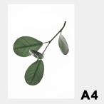 ポスター アートポスター おしゃれ 北欧 北欧ポスター ペーパーコレクティブ Floating Leaves 05 A4 クリア メール便 対応 Paper Collective 8126 透明 葉 葉っ