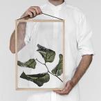 ポスター アートポスター おしゃれ 北欧 ペーパーコレクティブ Floating Leaves 03 A3 クリア Paper Collective 08121 透明 透過プリント 葉 インテリア