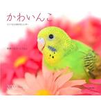 カレンダー2022 かわいんこ インコと小鳥のカレンダー (月めくり・壁掛け) (ヤマケイカレンダー2022)