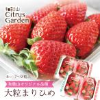  клубника бесплатная доставка [...... превосходящий товар 4L~5L размер ] примерно 7~9 шарик ×4 упаковка рефрижератор рейс бренд клубника клубника . высота сахар раз высококлассный подарок подарок день рождения кекс Wakayama 