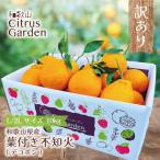 和歌山県産 葉付き 不知火(デコポン)【 L/2Lサイズ 10kg 】訳あり 旬のみかん 旬の柑橘 送料無料 期間限定 フルーツ 果物 中玉