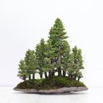 盆栽ショップわびさびの画像6