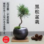 黒松盆栽bonsai小品盆栽送料無料