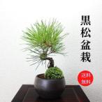 黒松小品盆栽送料無料bonsai