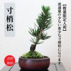寸梢松　小品盆栽　bonsai　送料無料