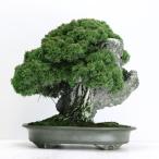大品盆栽：極上糸魚川真柏石付き現品...