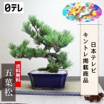 小品盆栽　四国五葉松　祝い ギフト gift 誕生日祝 開店祝 御祝 御結婚祝い プレゼントにも bonsai　日テレ キントレ