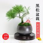 迎春：黒松盆栽正月飾り送料無料鶴付...